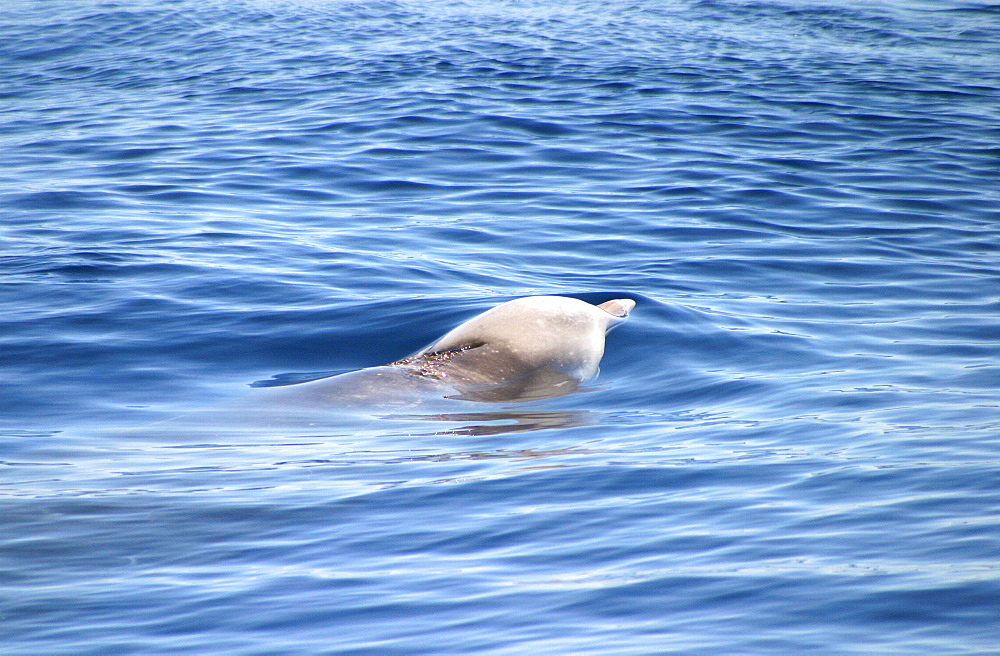 Cuvier's beaked whale (Ziphius cavirostris) surfacing to breathe, Azores, Portugal   (RR)