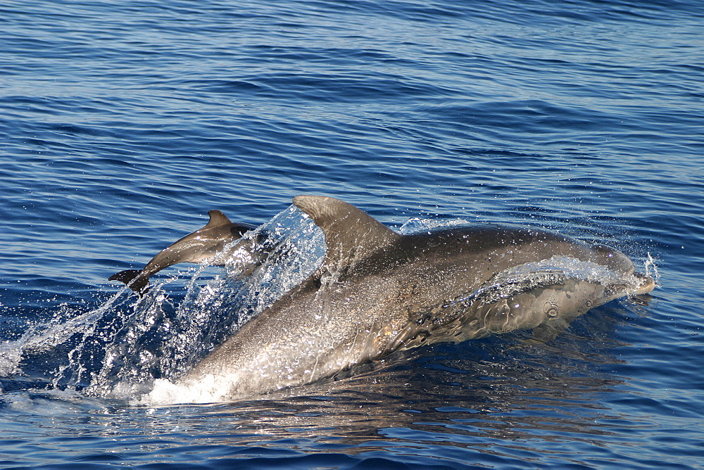 Bottlenose dolphin surfacing with tiny baby (Tursiops truncatus) Azores, Portugal   (RR)