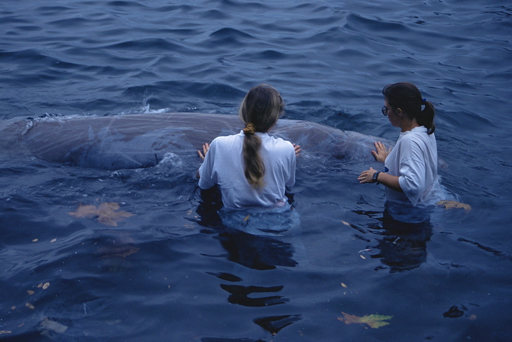 Cuvier's Beaked Whale (Ziphiius cavirostris) rescue in Horta Harbour. Azores