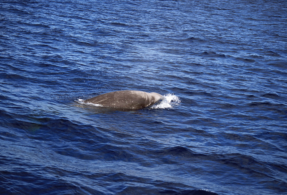 Cuvier's Beaked Whale (Ziphiius cavirostris). Azores