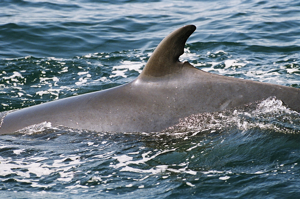 Minke whale (Balaenoptera acutorostrata) with an old wound in its dorsal fin now used to recognise this individual by biologists every year in the Hebridean waters. West coast, Scotland