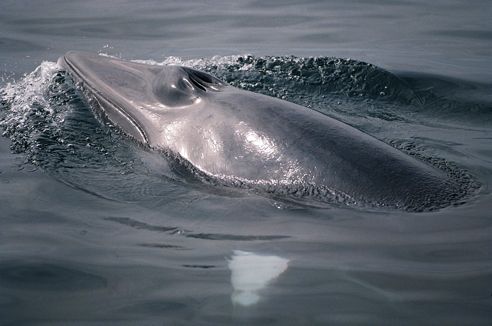 Minke whale (Balaenoptera acutorostrata) at the surface to breath with blow hole open. Characteristic white bands on the flipper visible thorugh the water. Hebrides, Scotlan