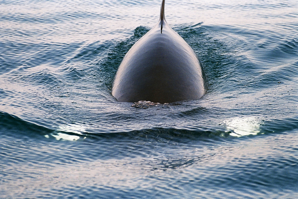 Minke whale (Balaenoptera acutorostrata) surfacing towards the camera with characteristic white bands on each flipper visible through the water. Hebrides, Scotland 