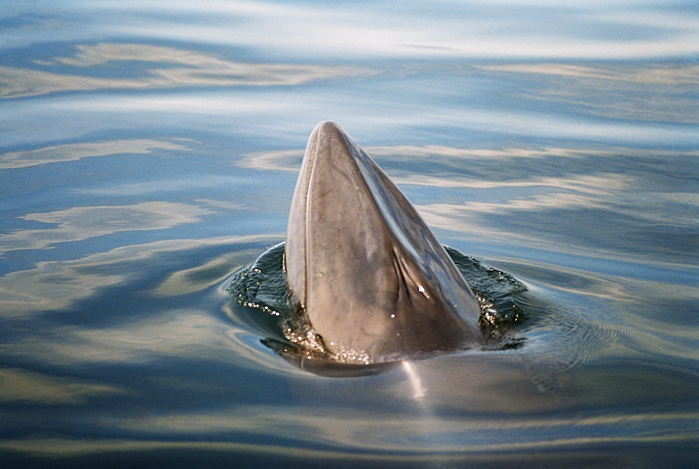 Minke whale (Balaenoptera acutorostrata) showing the characteristic single ridge down between the blow hole and rostrum. Hebrides, Scotland 