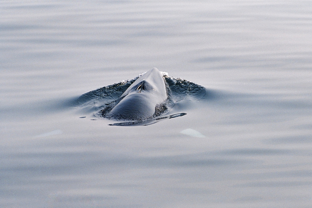 Minke whale (Balaenoptera acutorostrata) surfacing for air with characteristic white bands on its flippers visible through the water on each side . Hebrides, Scotland 