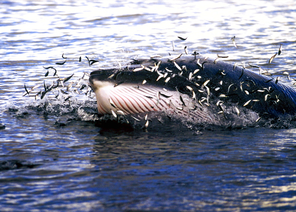 Minke whale (Balaenoptera acutorostrata) lunge feeding at the surface, with fish leaping to safety.  Pink throat groveso visible.  Hebrides, Scotland