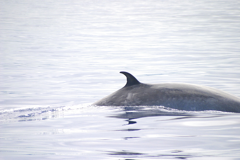 Bryde's Whale (Balaenoptera edeni) with pitted flanks. Azores   (RR)