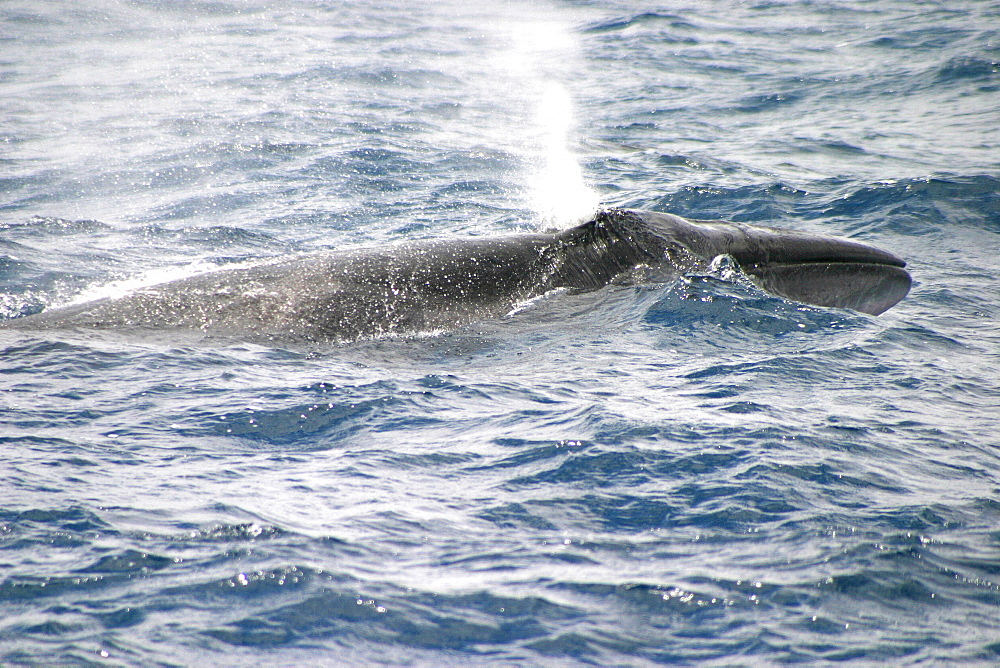 Sei whale surfacing (Balaenoptera borealis) Azores, Atlantic Ocean   (RR)