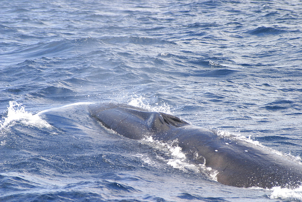 Sei Whale (Balaenoptera borealis). Azores   (RR)