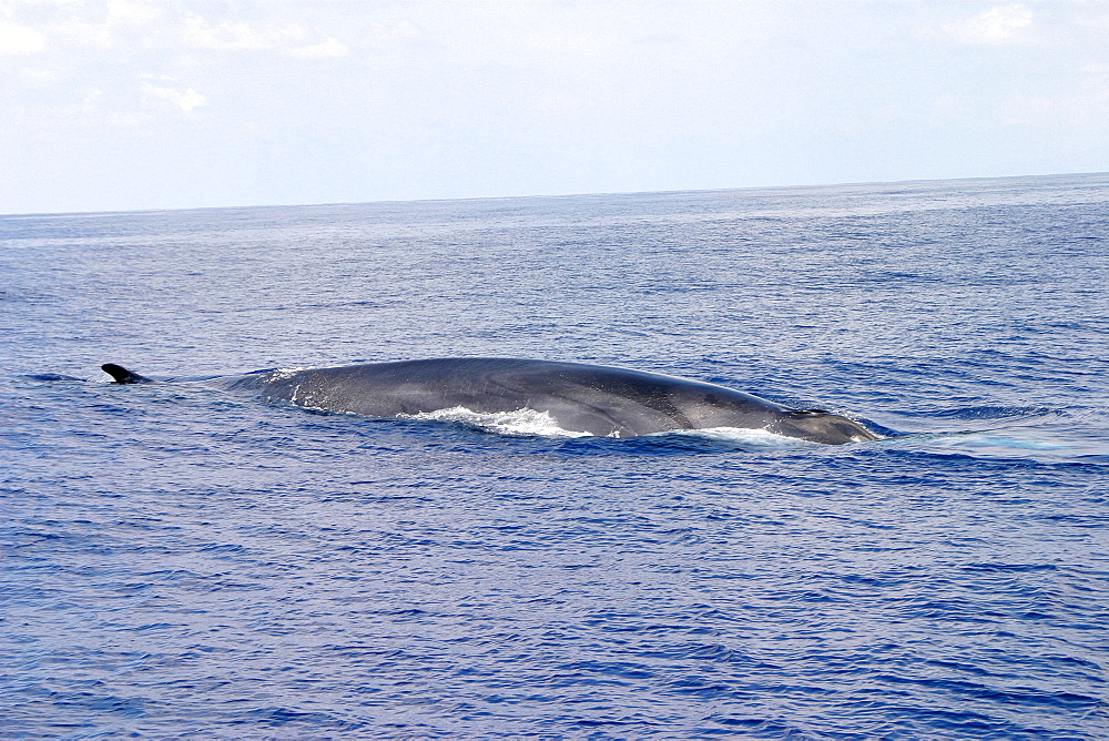 Fin whale surfacing (Balaenoptera physalus) Azores, Atlantic Ocean   (RR)