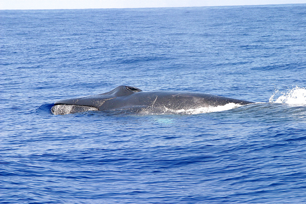 Fin whale surfacing (Balaenoptera physalus) Azores, Atlantic Ocean   (RR)