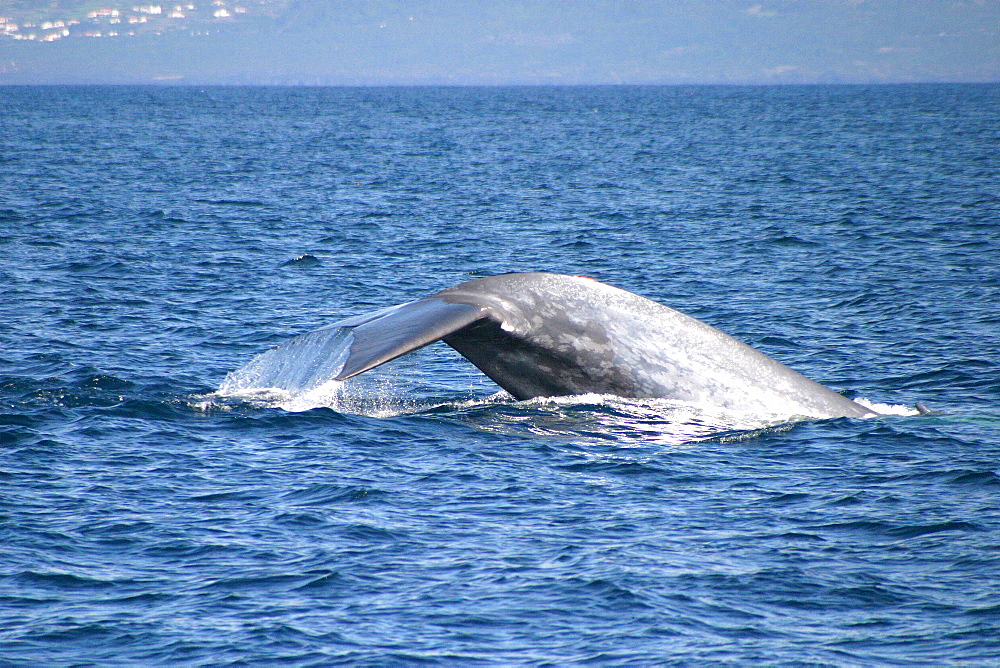 Blue whale fluking up to dive (Balaenoptera musculus) Azores, Atlantic Ocean   (RR)