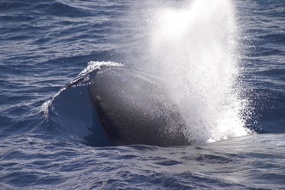Blue Whale, Balaenoptera musculus, surfacing off the Azores Islands   (RR)