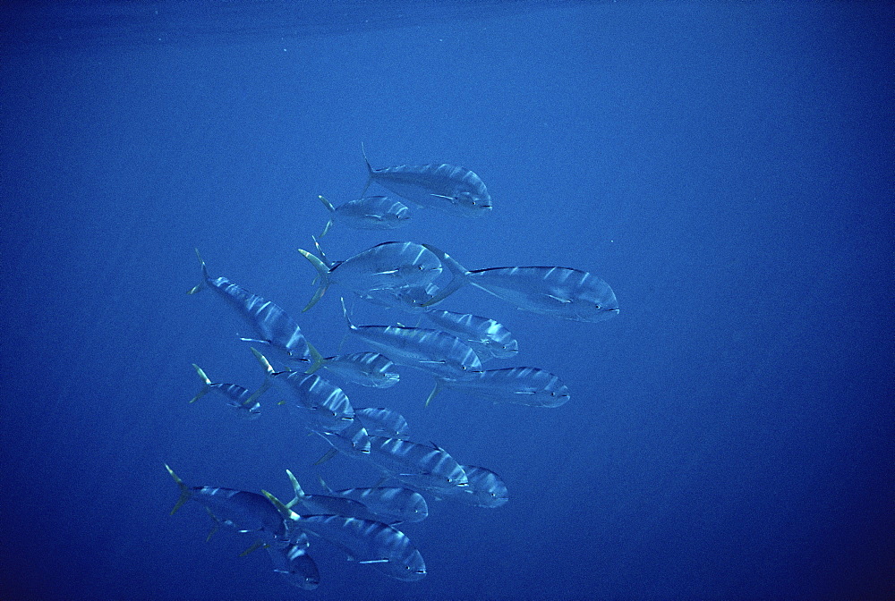 Dolphin Fish (Coryphaenidae hippurus) group under water. Azores