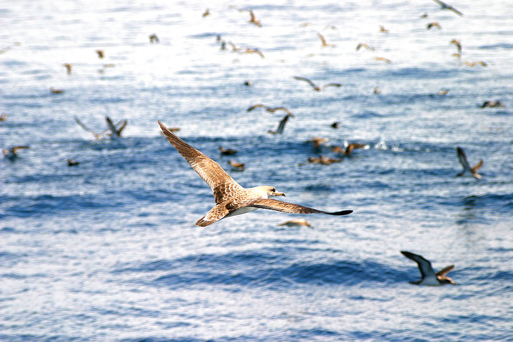 Cory shearwater in flight above sea (Calonectris diomedea) Azores, Atlantic Ocean   (RR)