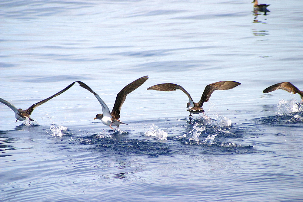 Cory shearwaters taking off from surface (Calonectris diomedea) Azores, Atlantic Ocean   (RR)