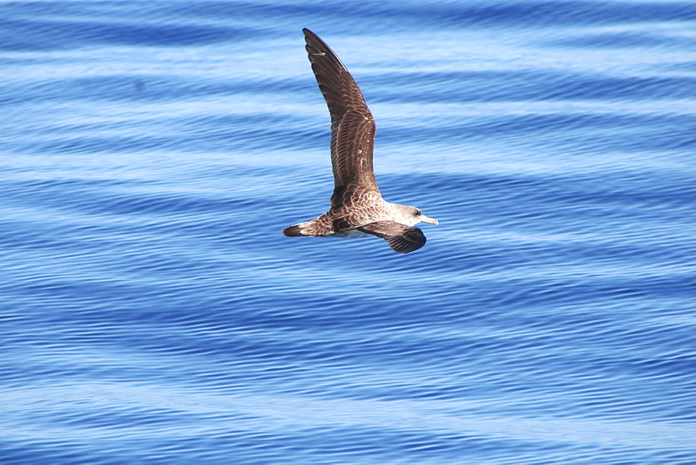 Cory's Shearwater, Calonectris diomeda, gliding off the Azores Islands   (RR)