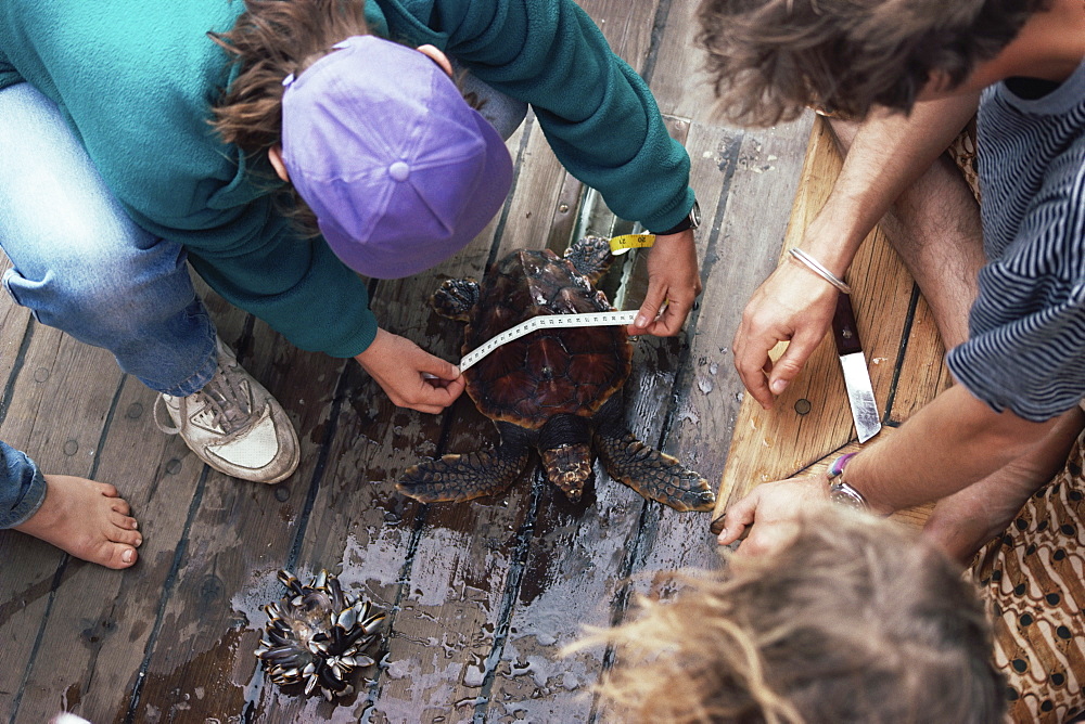 Loggerhead Turtle (Caretta caretta) being measured prior to tagging. Azores