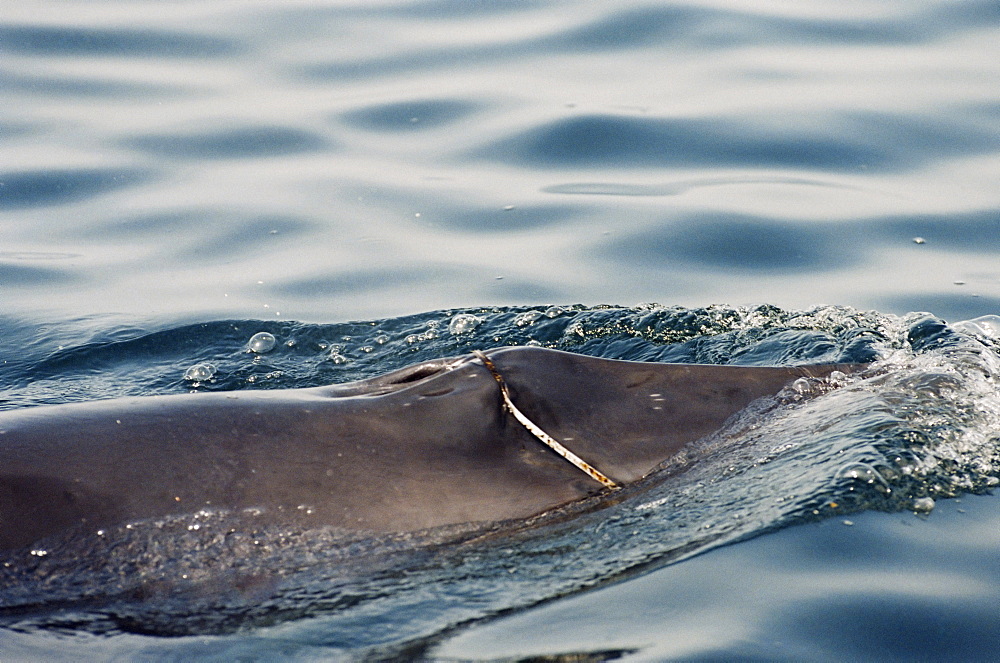 Minke whale (Balaenoptera acutorostrata) with a loup of plastic packing tape stuck in its baleen, round its upper jaw and over its blow hole. Hebrides, Scotland