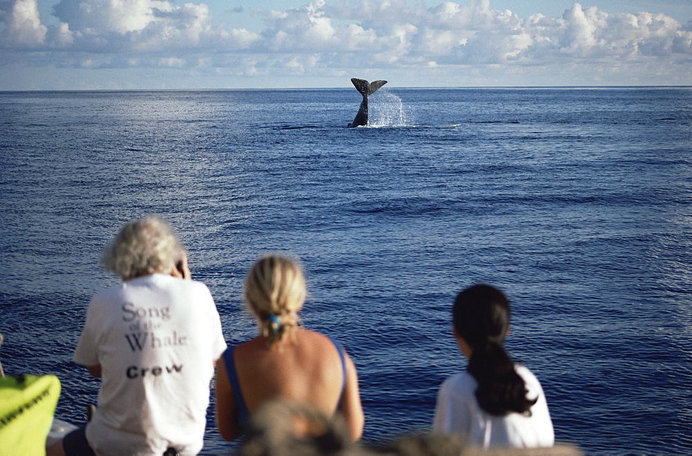 85001099LS.jpg / Sperm Whale (Physeter macrocephalus) lob tailing.  Azores