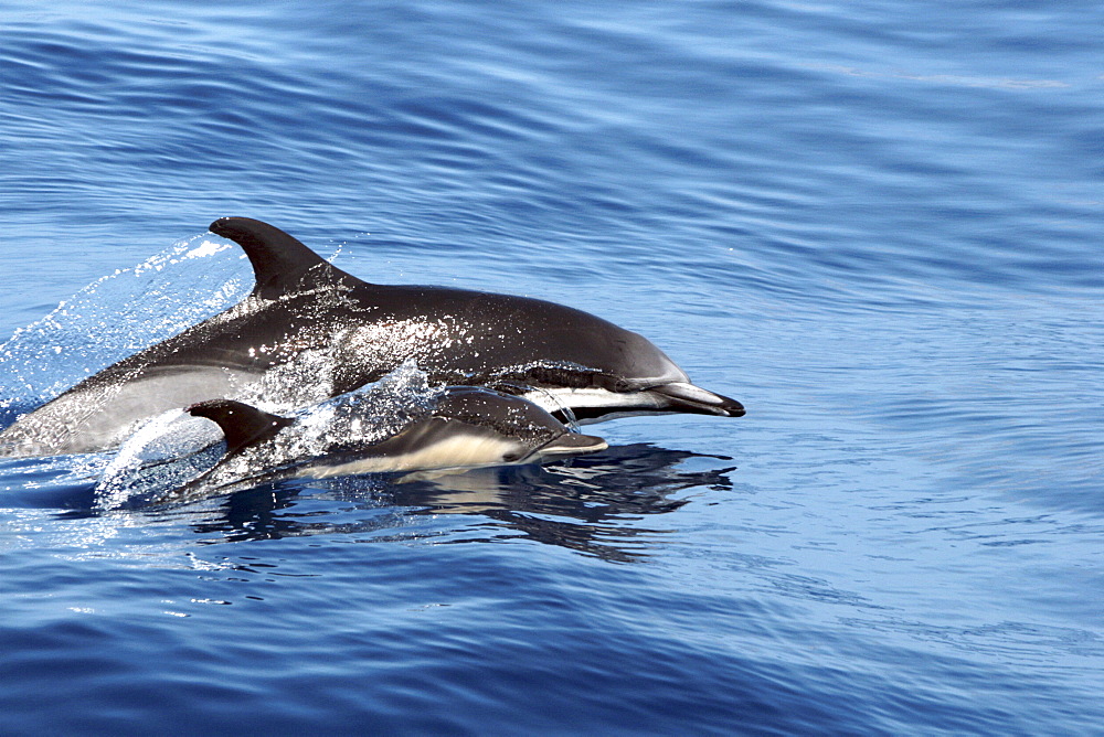 Common dolphin showing anomalous pigmentation pattern, swimming at the surface with a normally pigmented calf