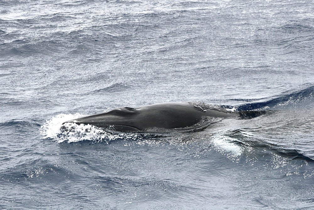 Minke Whale Surfacing Sequence