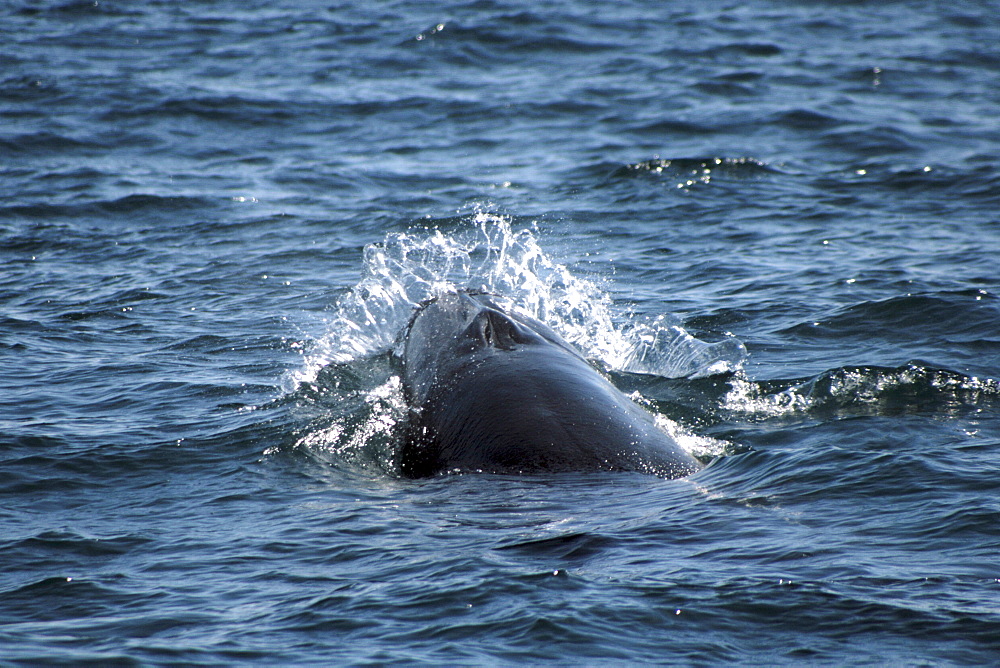 Sei Whale breaking through the waves