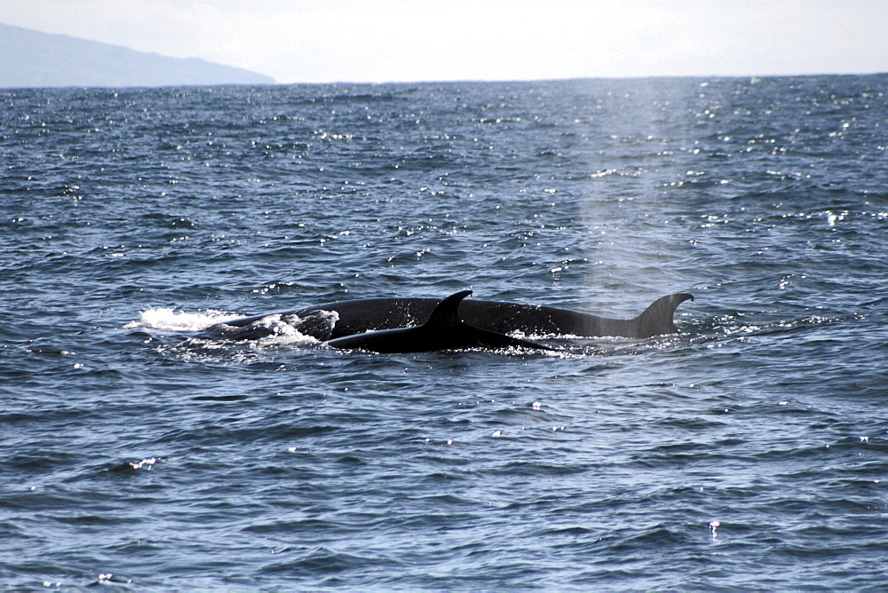 Sei Whale mother and calf at the surface