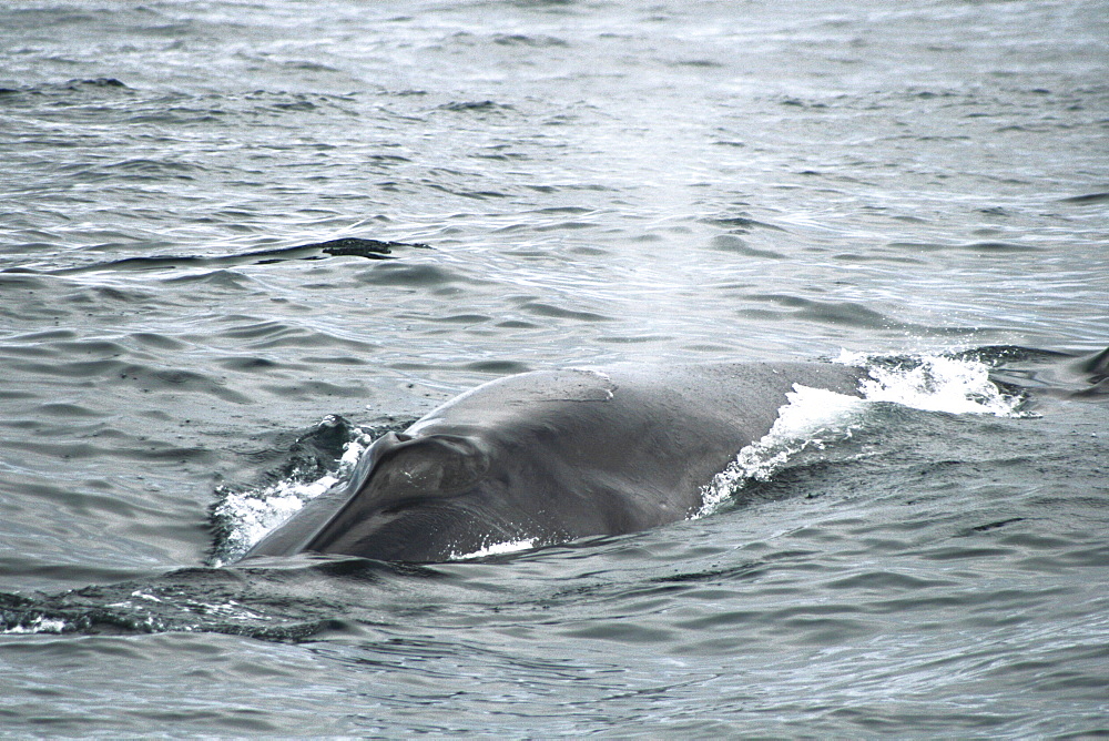 Sei Whale headed for the photographer showing the single ridge along the top of the head