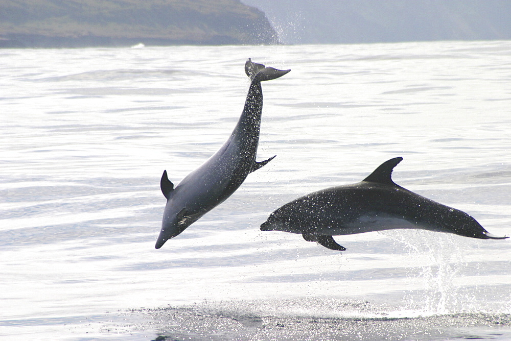 Bottlenose Dolphin, (Tursiops truncatus) leaping duo. Azores   (RR)