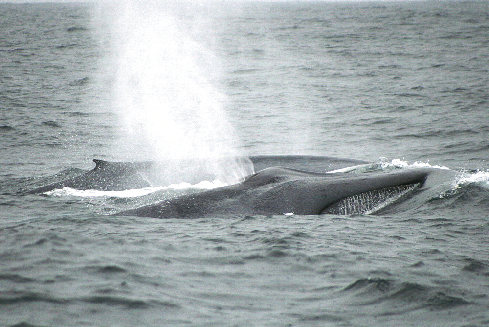 Pair of Blue whales swimming off the Azores