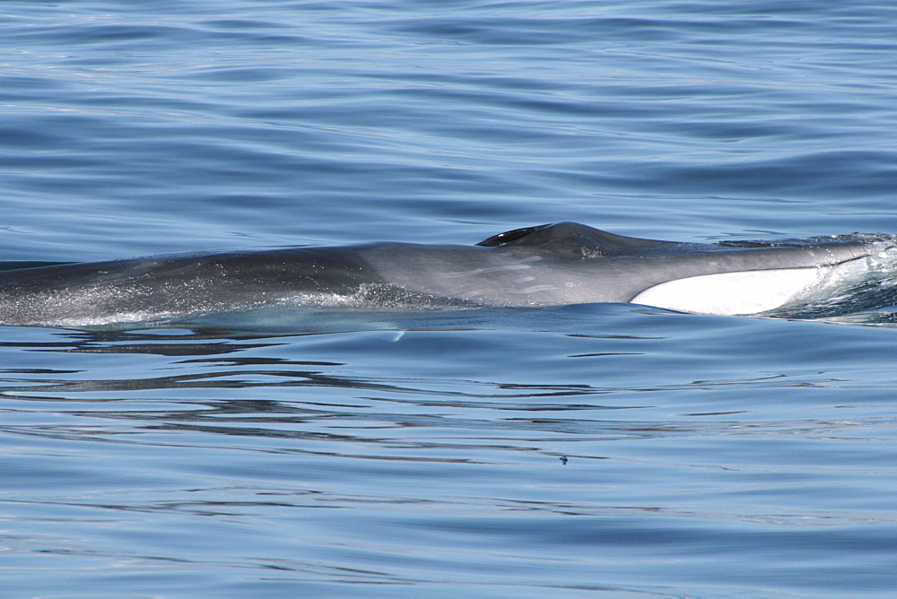 Fin Whale at the surface showing the distinctive white jaw