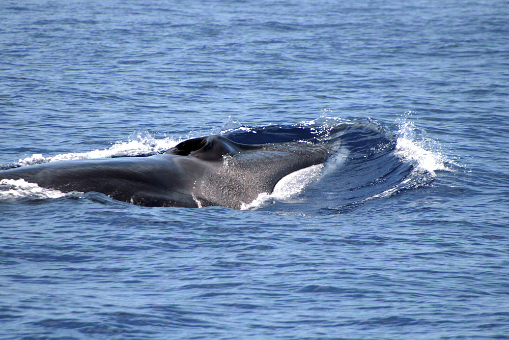 Fin Whale at the surface showing the distinctive white jaw