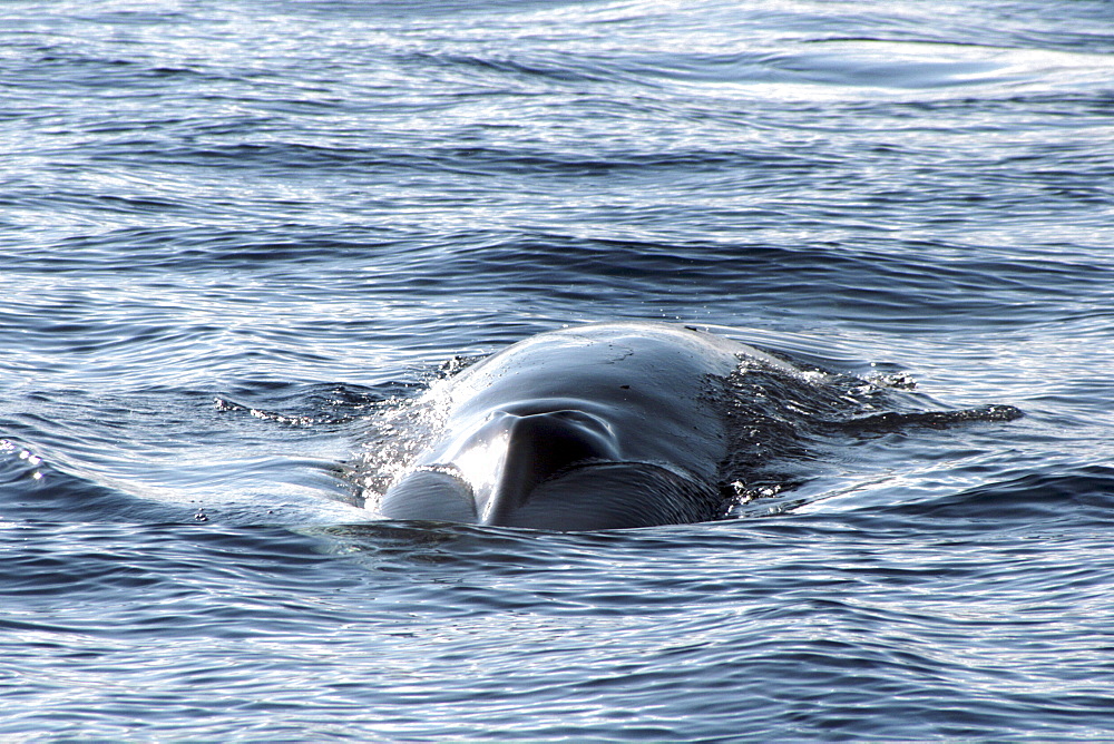 Fin Whale head on view