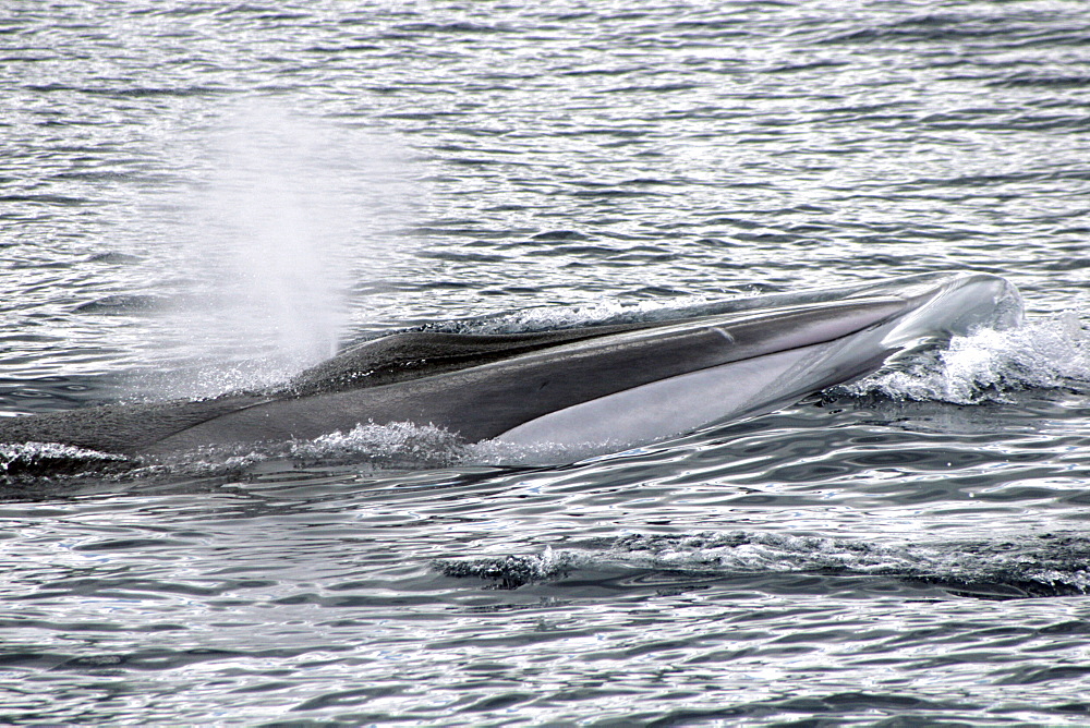 Fin Whale at the surface showing the distinctive white jaw