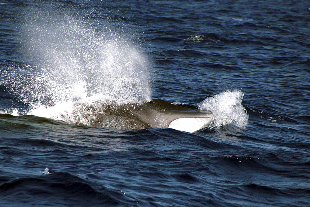 Fin Whale Lunging through waves blowing