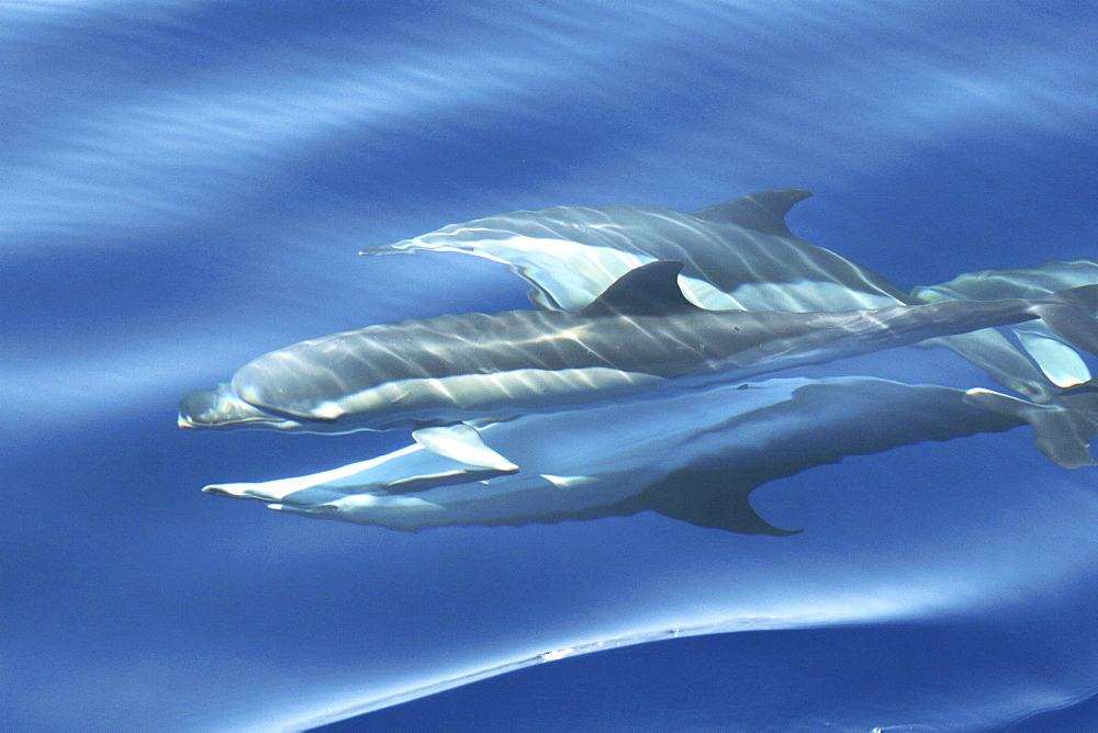 Common Dolphin Mating Behaviour just below the surface. The Azores