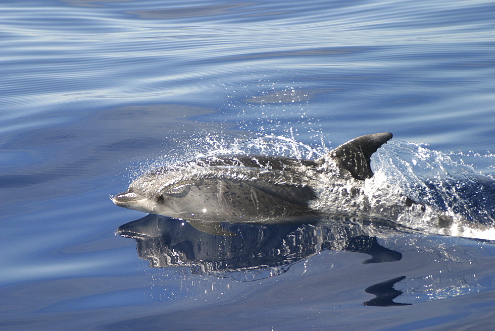 Bottlenose Dolphin, (Tursiops Truncatus). Azores   (RR)