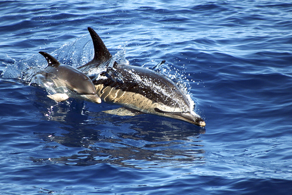 Common Dolphin Mother and Calf at the surface. The Azores