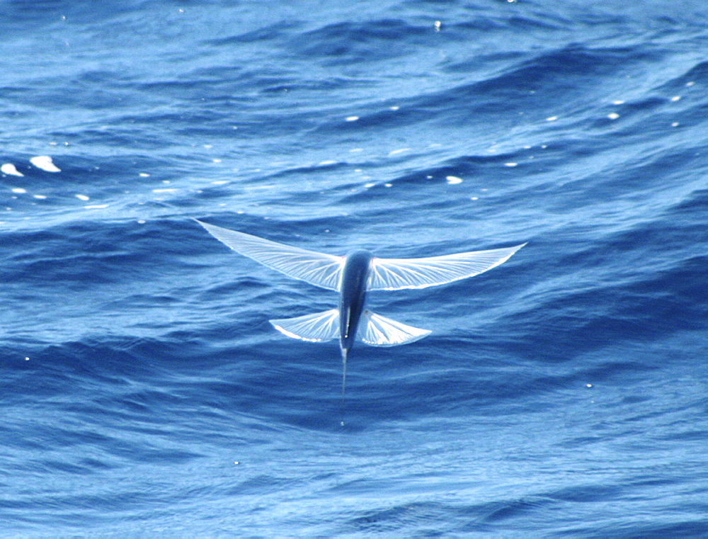 Flying Fish gliding along the surface