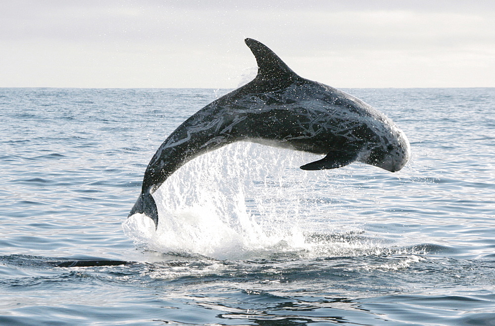 Risso's Dolphin leaping clear of the water. Azores, North Atlantic