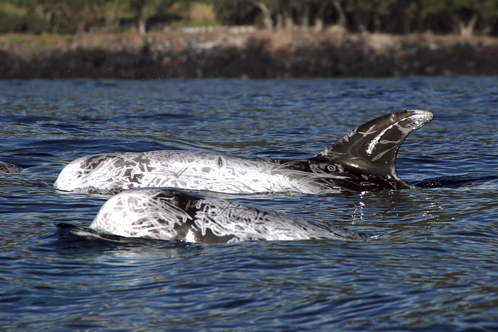 Risso's Dolphin at the surface. Azores, North Atlantic