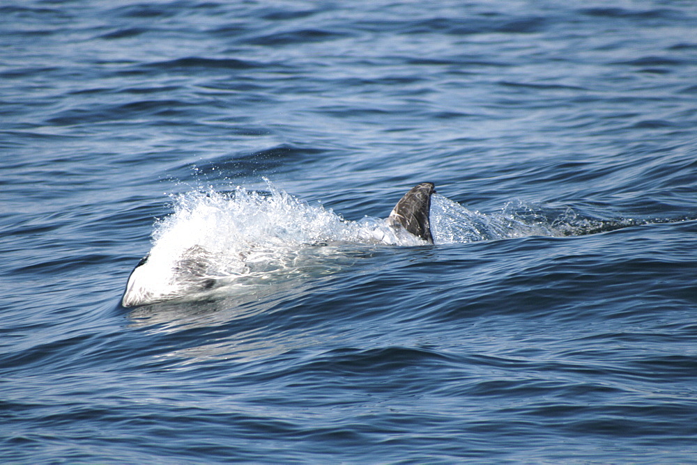 Risso's Dolphin Torpedo - behaviour just before a feeding dive. Azores, North Atlantic