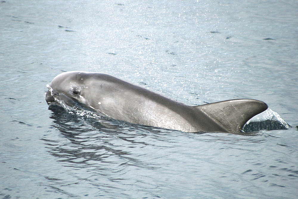 Risso's Dolphin Juvenile at the surface. Azores, North Atlantic