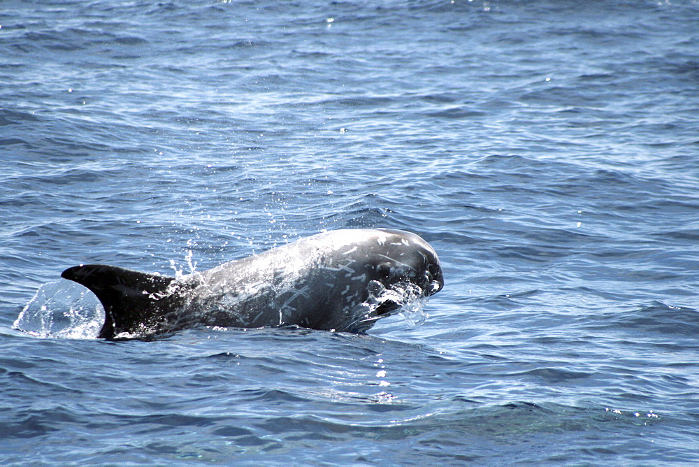 Risso's Dolphin leaping at the surface. Azores, North Atlantic