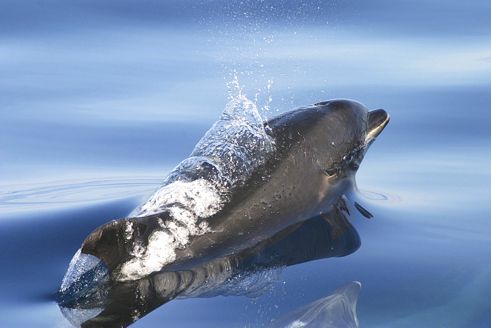 Bottlenose Dolphin (Tursiops truncatus) surfacing. Azores   (RR)