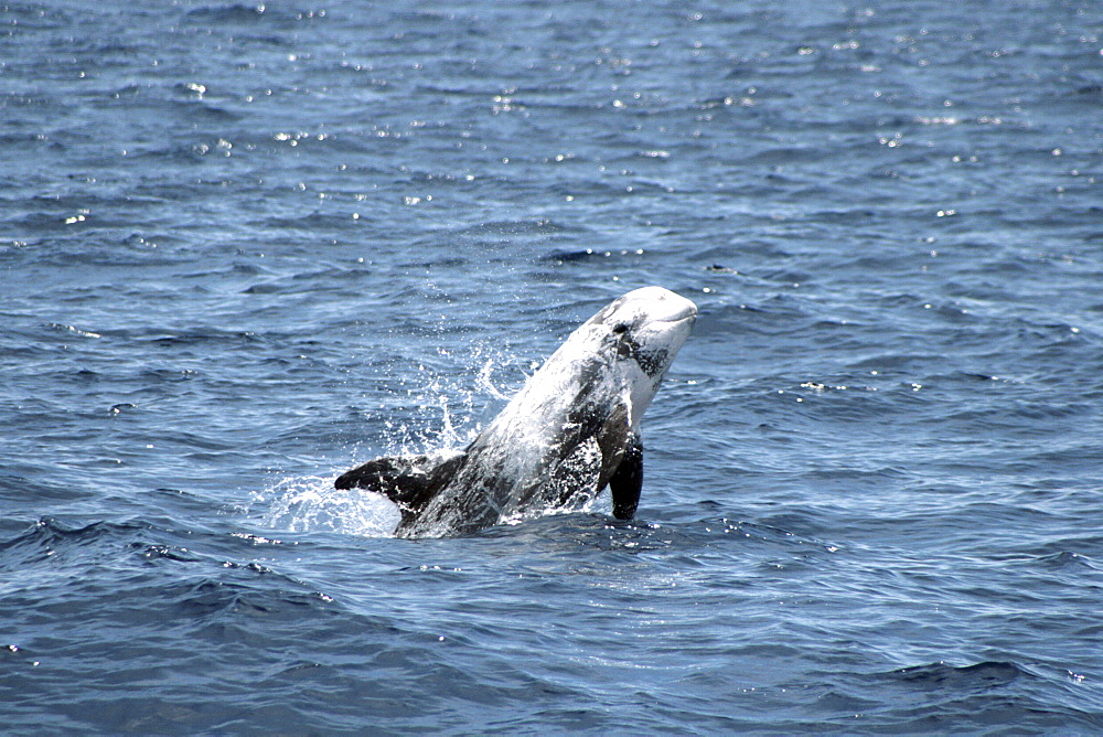 Risso's Dolphin breaching at the surface. Azores, North Atlantic