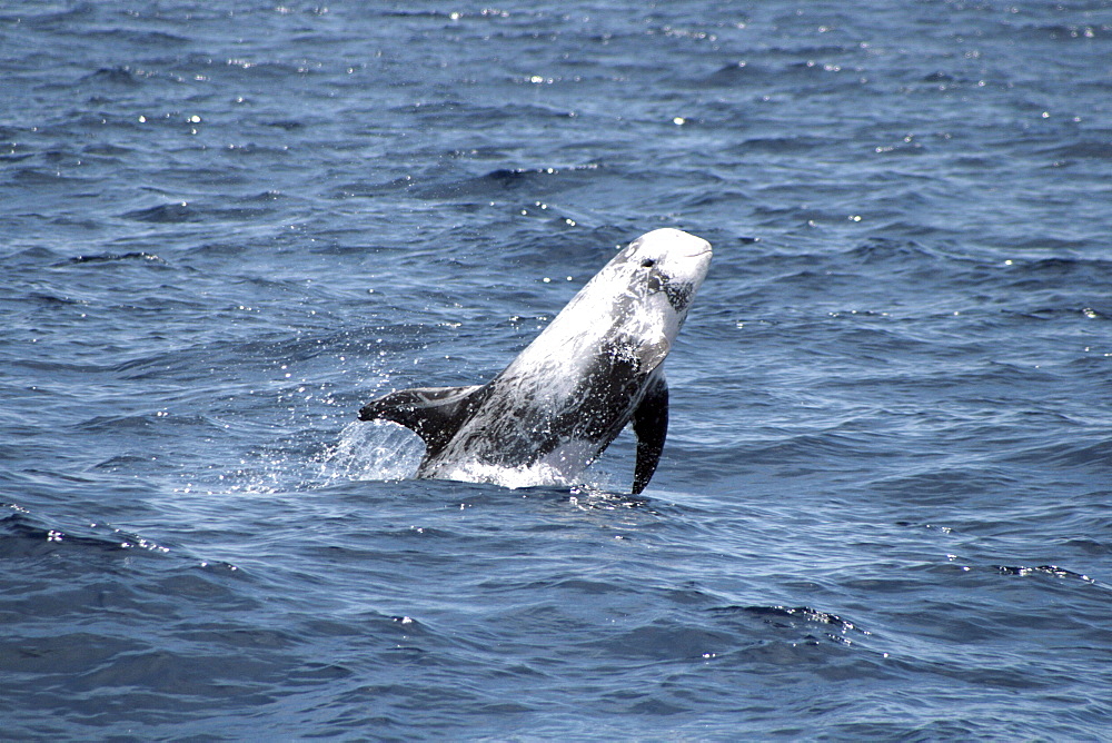 Risso's Dolphin breaching at the surface. Azores, North Atlantic