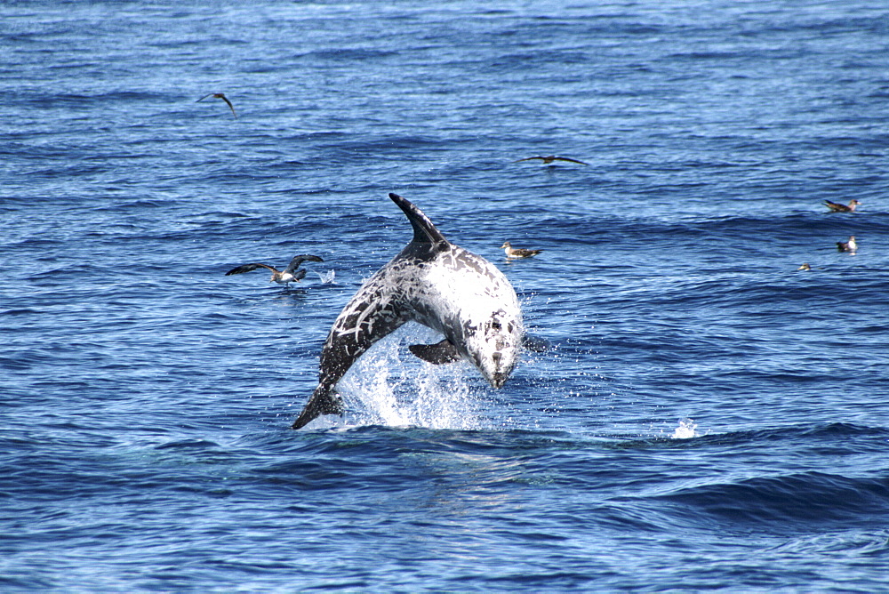 Risso's Dolphin leaping clear of the water. Azores, North Atlantic