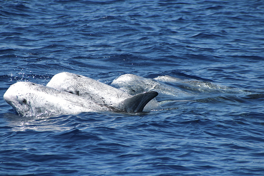 Group of Risso's Dolphin at the surface. Azores, North Atlantic